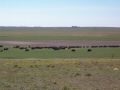 Buffalo (lunch) grazing.jpg